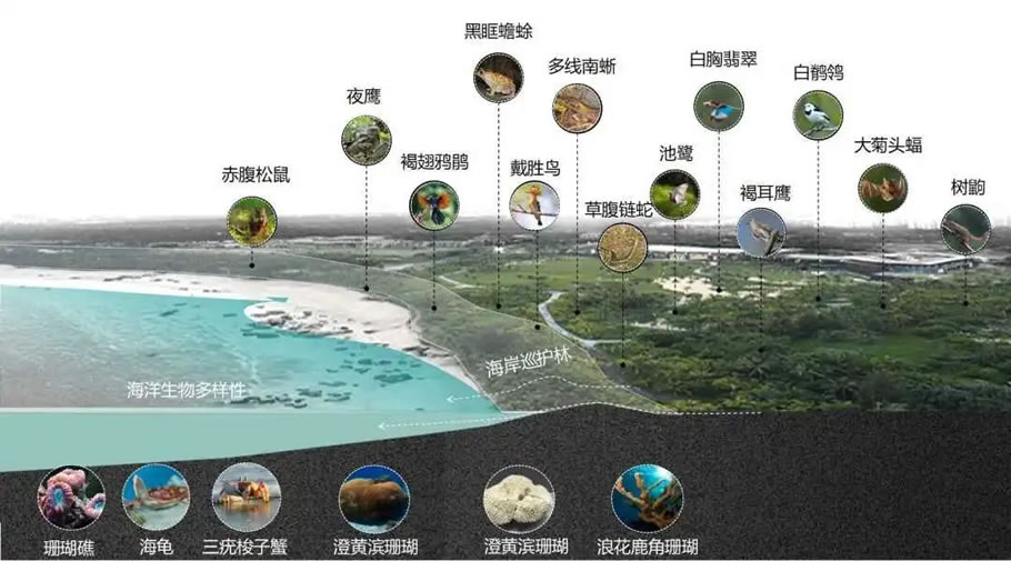 海南铜鼓岭国际生态旅游区海岸带生态修复 | 水石设计 - 景观网
